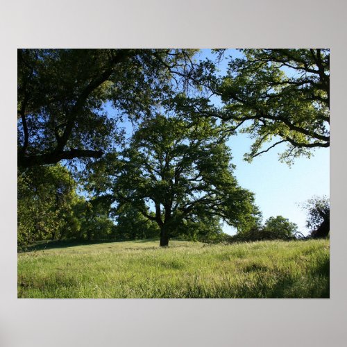 Oak Tree Spring Field Landscape Poster