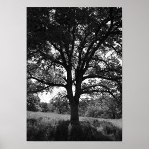 Oak Tree, Spring Meadow, Black and White Poster