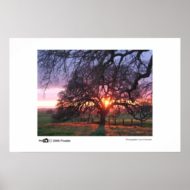 Oak Tree Sunset - Photo of the Year Finalist Poster (Front)