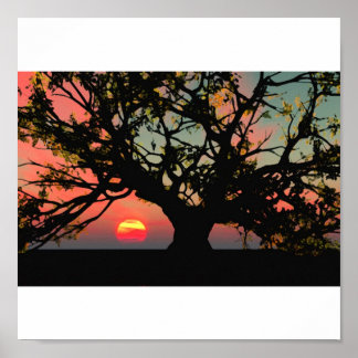 Oak Tree Sunset Poster