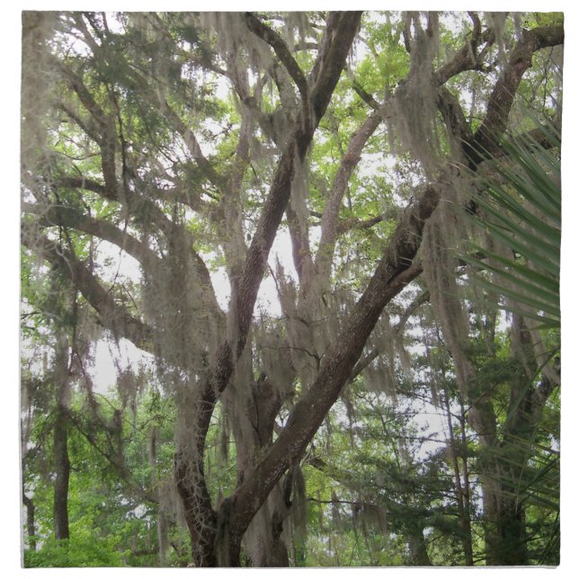 oak tree with Spanish moss waving in the branches Napkin (Front)