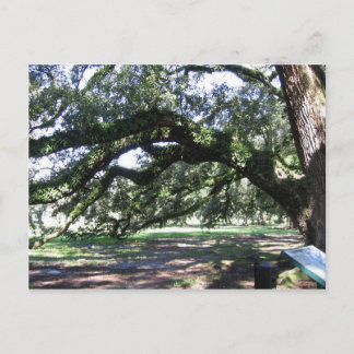 Oak trees postcard