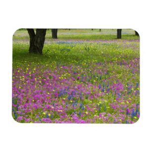 Oak Trees with field of Phlox, Blue Bonnets Magnet