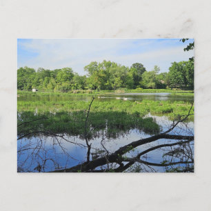 Oakland Metropark Swans Postcard
