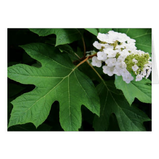 "oakleaf hydrangea" by Larry Coressel Cards
