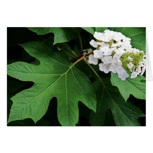 "oakleaf hydrangea" by Larry Coressel Cards (Front Horizontal)