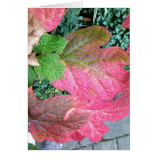 Oakleaf Hydrangea Cards