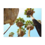 Oasis Palms at Joshua Tree National Park Postcard