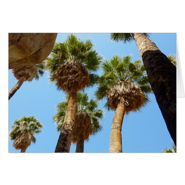 Oasis Palms in Joshua Tree National Park Cards (Front Horizontal)