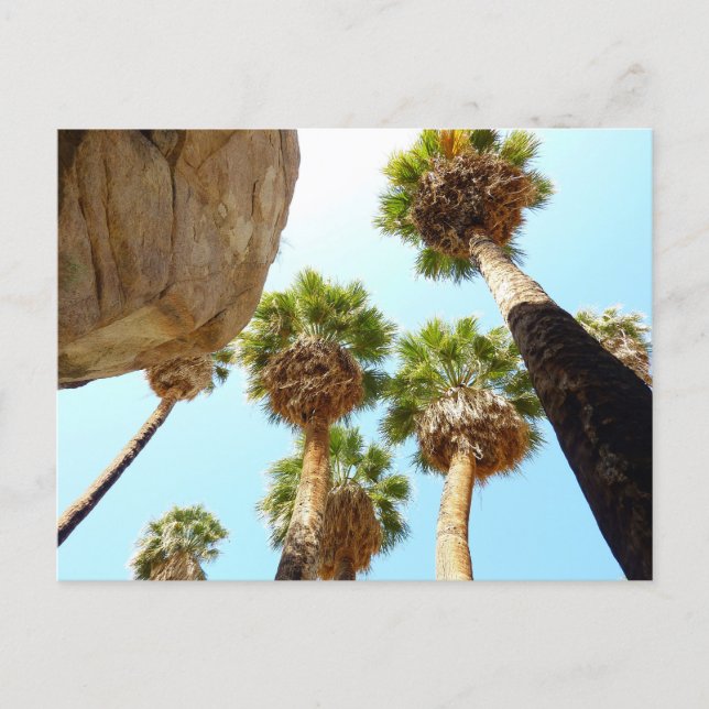 Oasis Palms in Joshua Tree National Park Postcard (Front)