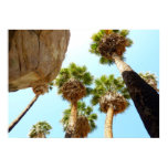 Oasis Palms in Joshua Tree National Park Poster