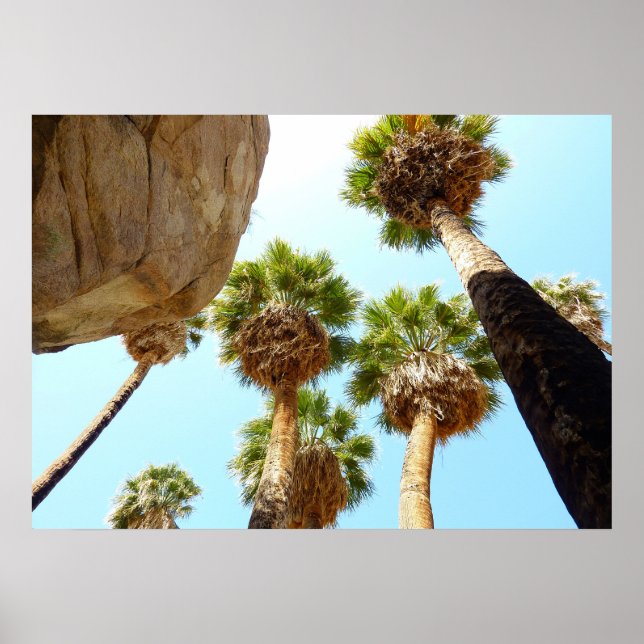 Oasis Palms in Joshua Tree National Park Poster (Front)