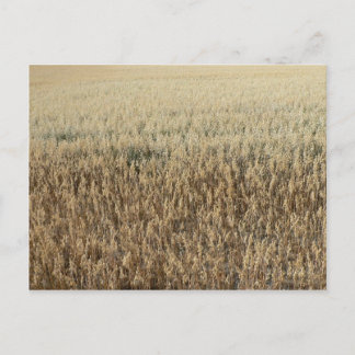 Oats Big Field Postcard