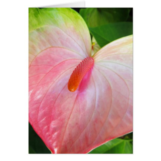 Obake Anthurium Cards (Front)