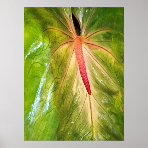 Obake Anthurium Poster