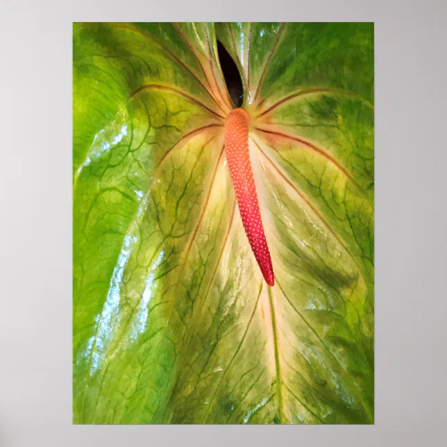 Obake Anthurium Poster | Zazzle