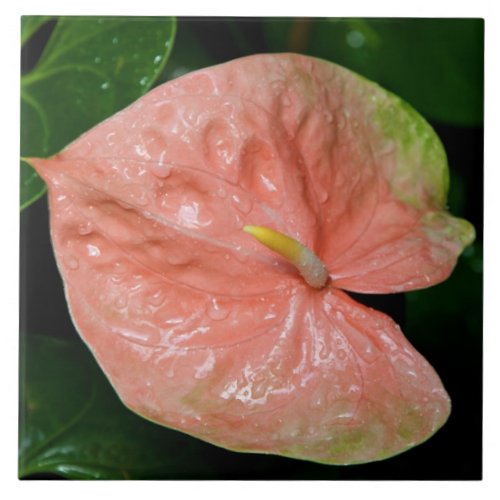 Obake Anthurium Tile