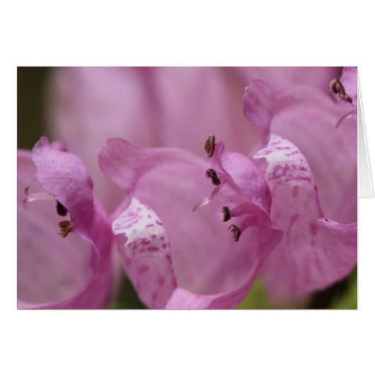 Obedience Plant Cards (Front Horizontal)
