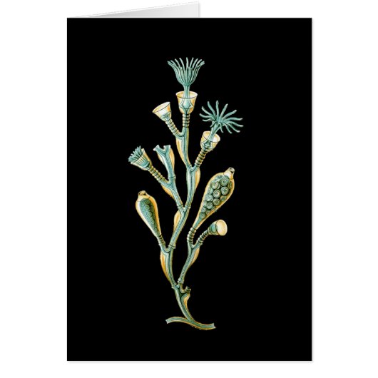 Obelia geniculata cards (Front)