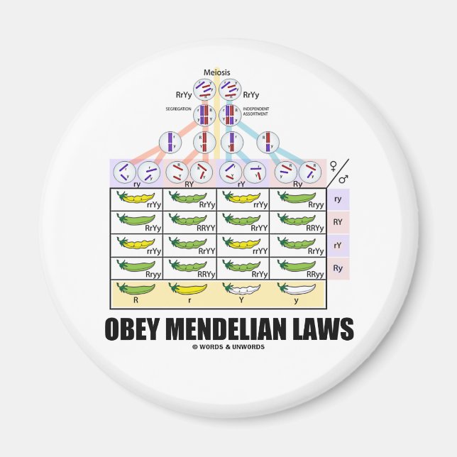 Obey Mendelian Laws (Dihybrid Cross Peas) Magnet (Front)