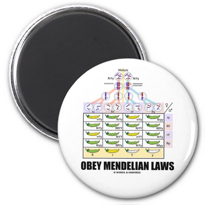 Obey Mendelian Laws (Dihybrid Cross Peas) Fridge Magnets