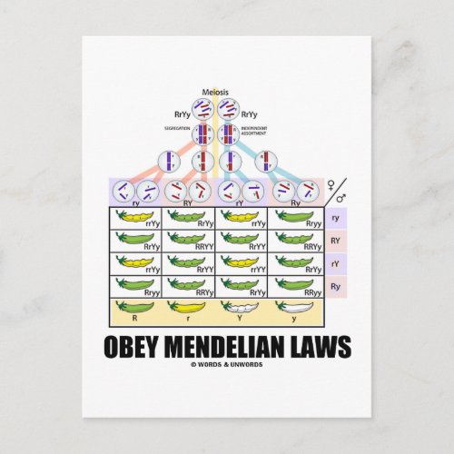 Obey Mendelian Laws Dihybrid Cross Peas Postcard