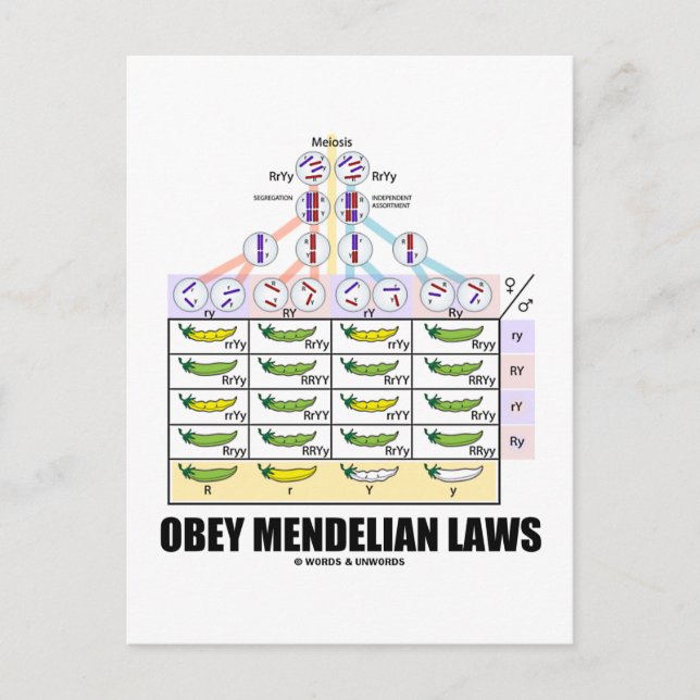 Obey Mendelian Laws (Dihybrid Cross Peas) Postcard (Front)