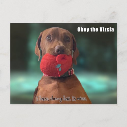 Obey the Vizsla Postcard