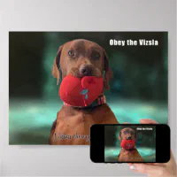 Obey store the vizsla