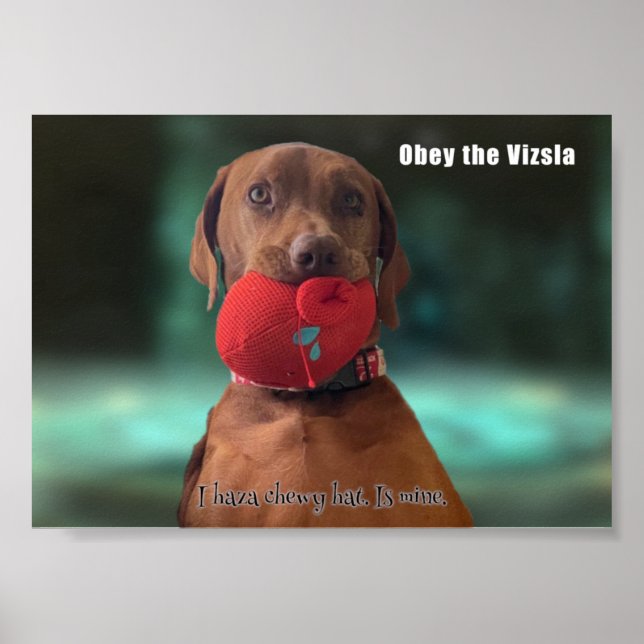 Obey the Vizsla Poster (Front)