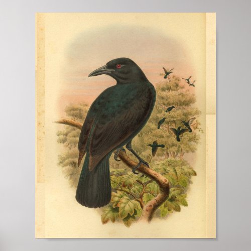 Obi Paradise Crow Vintage Bird Print