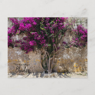 Obidos Colors Portugal Postcard