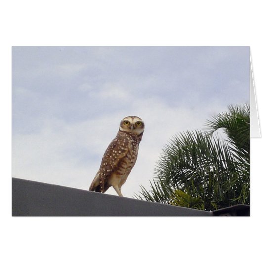 Observant Owl v2 Cards (Front Horizontal)