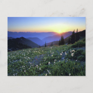 Obstruciton Point Sunset, Olympic NP, WA, USA Postcard