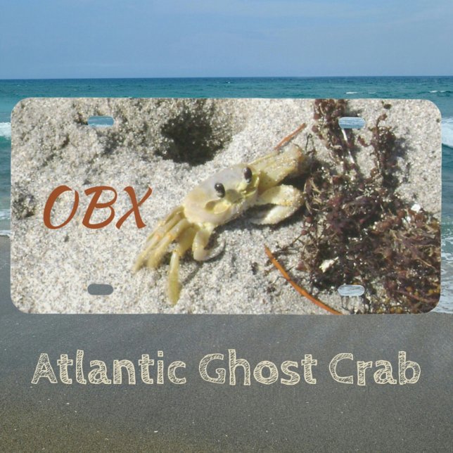 OBX NC Ghost Crab Photographic Coastal Beach License Plate (Creator Uploaded)