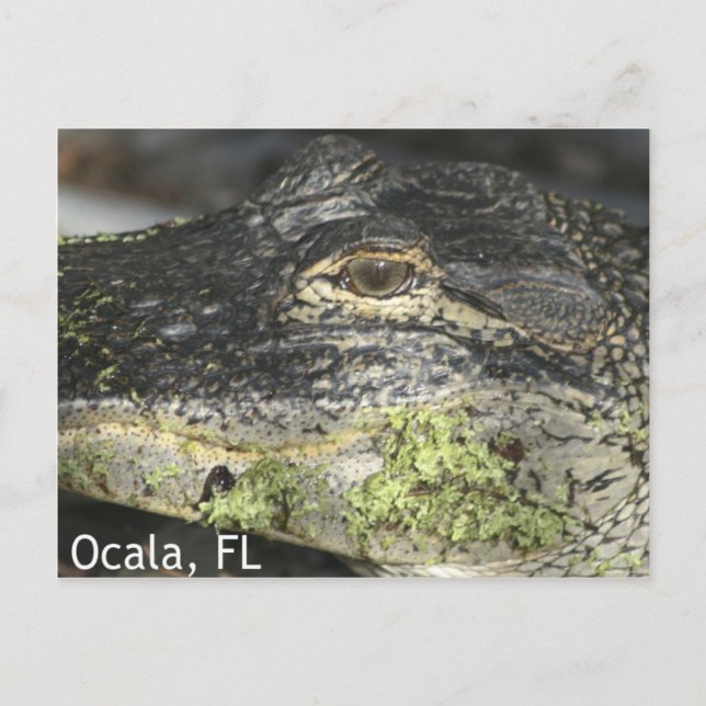 Ocala Gator Postcard (Front)