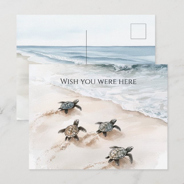 Ocean Beach Coast Sea Turtles Postcard (Front/Back)