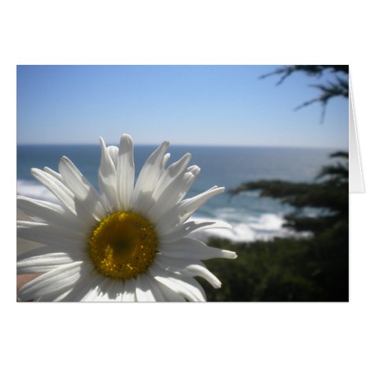 Ocean Beach Daisy Cards (Front Horizontal)