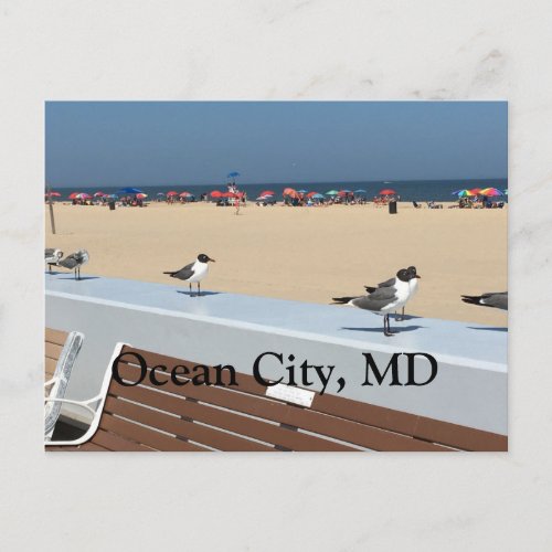 Ocean City Beach MD with Birds Postcard