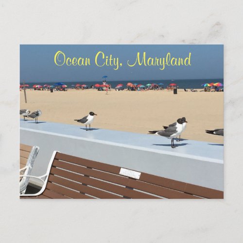 Ocean City Maryland Birds Postcard