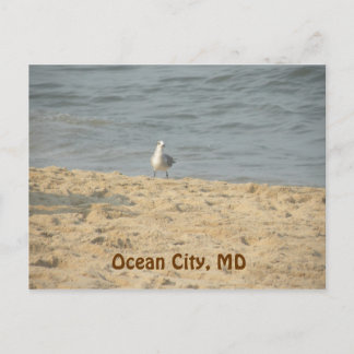 Ocean City, MD Postcard