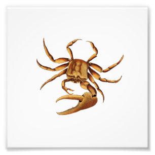 Ocean Crab Sea Beach Nautical Bathroom Print