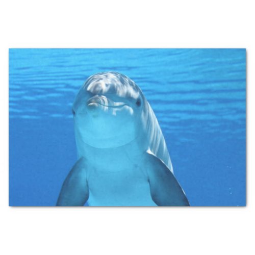 ocean dolphin tissue paper