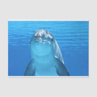 ocean dolphin tissue paper