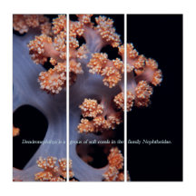 Ocean Memory / Soft Coral #001 