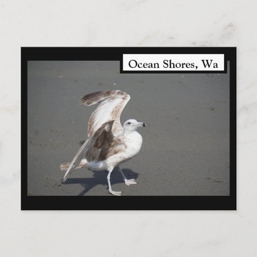 Ocean Shores Wa Seagull Wings Postcard