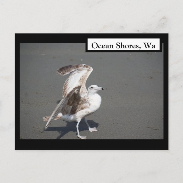 Ocean Shores, Wa Seagull Wings Postcard (Front)