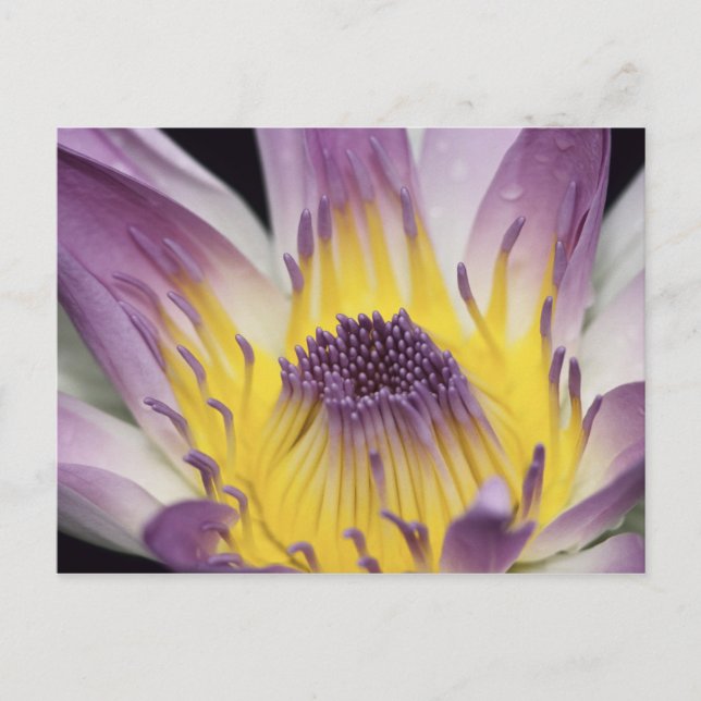 Oceania, Fiji, Purple Panama Pacifica Nymphea Postcard (Front)