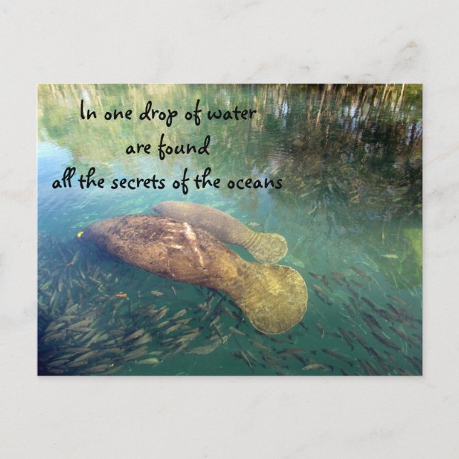 Ocean's Quote Postcard (Front)