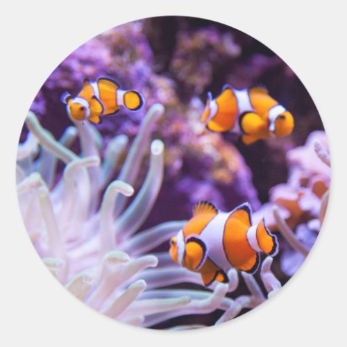 Ocellaris Clownfish  Amphiprion Ocellaris Classic Round Sticker
